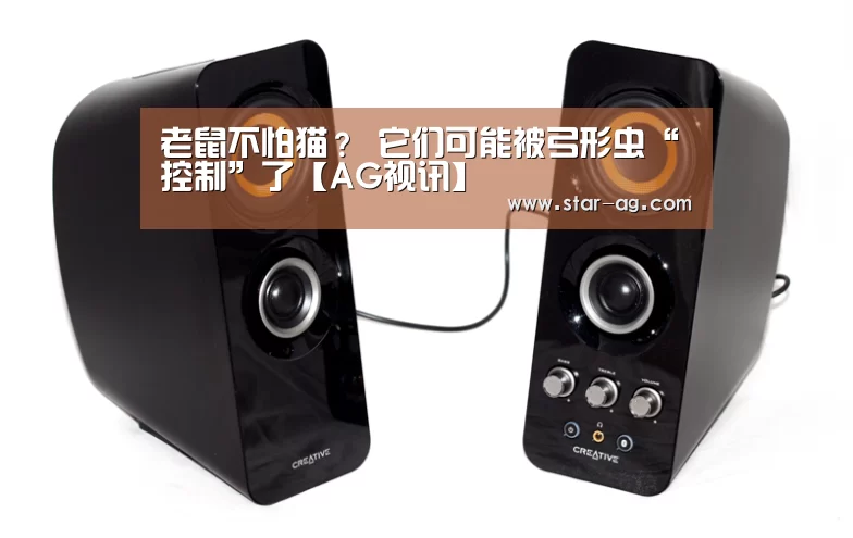老鼠不怕猫? 它们可能被弓形虫“控制”了【AG视讯】(图1) AG视讯